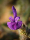 Salvia lanigera