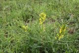 Astragalus turkestanus