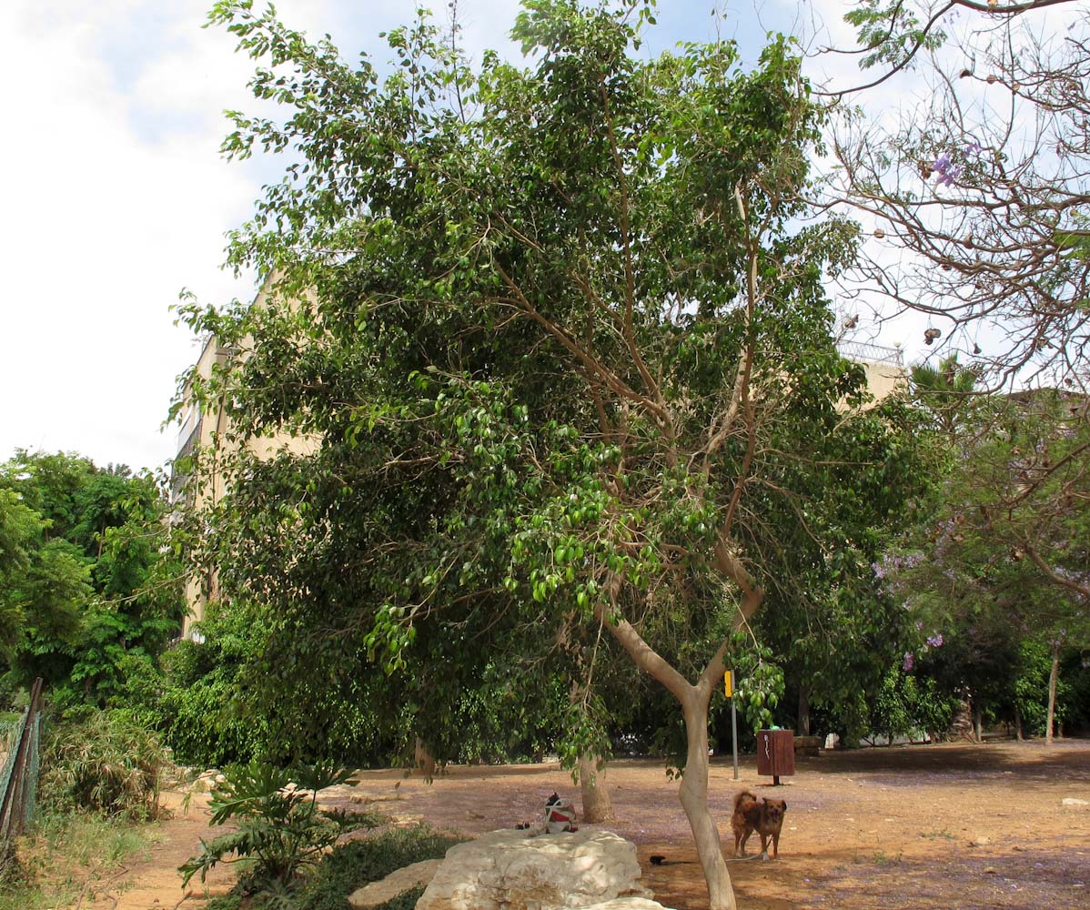 Изображение особи Ficus benjamina.