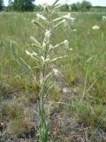 Silene viscosa