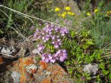 Thymus caucasicus