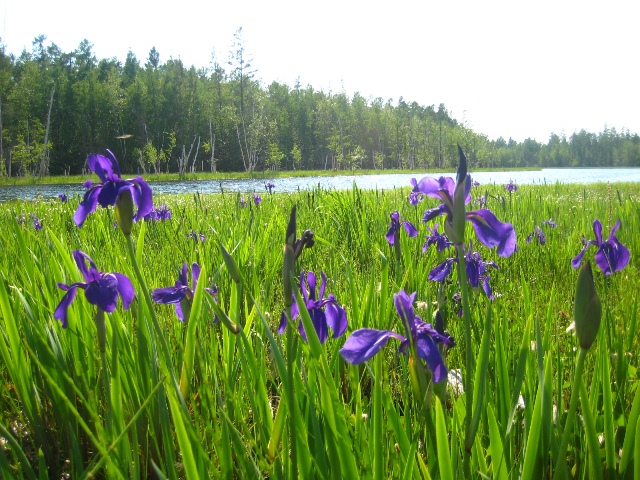 Изображение особи Iris laevigata.