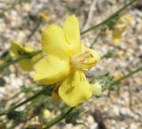 Verbascum pinnatifidum