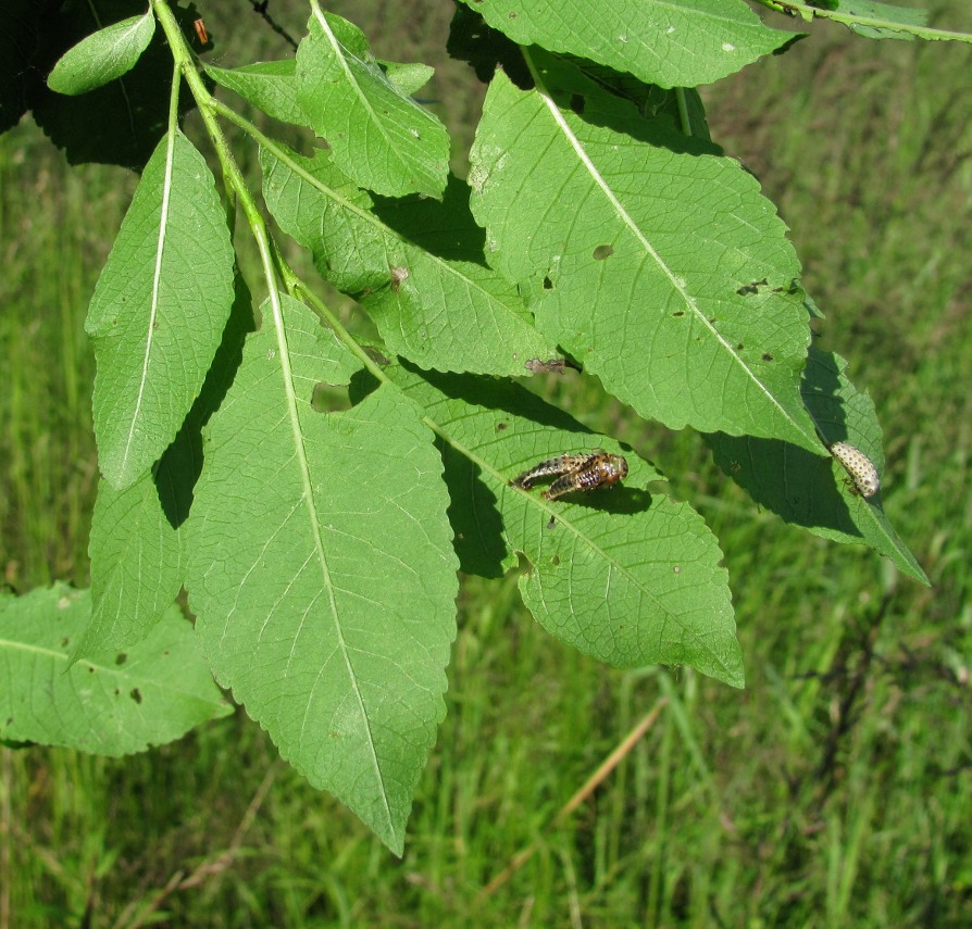 Изображение особи Salix myrsinifolia.