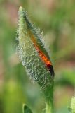 Glaucium corniculatum. Бутон. Ростовская обл., Неклиновский р-н, Носовское с/п, балка Камышовая. 10.06.2013.