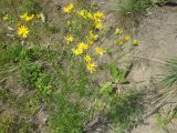 Senecio borysthenicus