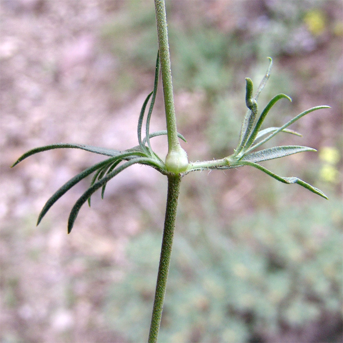 Изображение особи Silene spergulifolia.