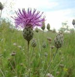 Centaurea adpressa. Соцветия. Север Краснодарского края, Кущёвский заказник. 18.06.2009.