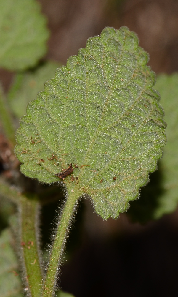 Изображение особи Ballota saxatilis.