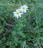 Chrysanthemum zawadskii