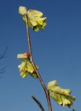 Corylopsis veitchiana