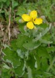 Chelidonium majus