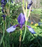 Iris sibirica