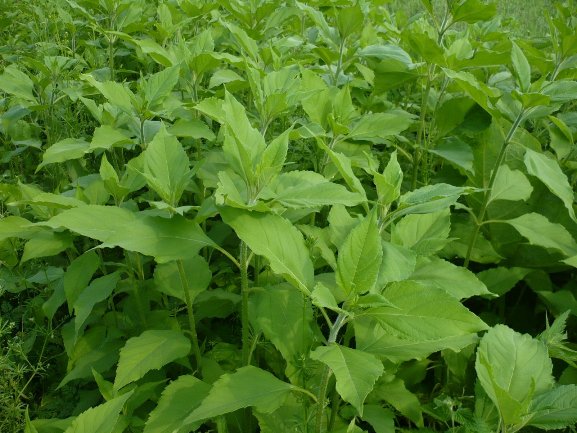 Изображение особи Helianthus tuberosus.