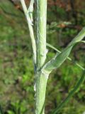 Tragopogon ruthenicus