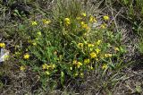 Lotus corniculatus