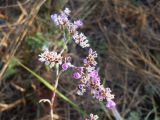 Limonium bungei. Соцветие. Волгоградская обл., Николаевский р-н, г. Николаевск, прибрежный участок (склон берега, береговая терраса) р. Волга. 27.09.2014.