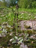 Arabidopsis thaliana