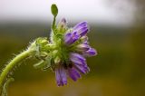 Campanula cervicaria. Соцветие. Северный Урал, Сухогорский хр., подножие Казанского камня, лес. Начало сентября 2014 г.