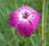 Dianthus acantholimonoides