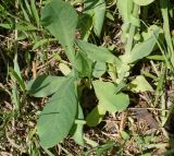 Cerinthe minor