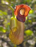 Aristolochia manshuriensis. Цветок с коричнево-пурпурным отгибом околоцветника. Приморский край, г. Владивосток, окр. Ботанического сада-института ДВО РАН. 10.05.2009.