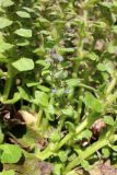 Ajuga pyramidalis. Отцветающие растения. Беларусь, Минский р-н, остановочный пункт Зелёное, зарастающий луг у леса. 28.05.2016.