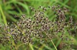 Juncus atratus