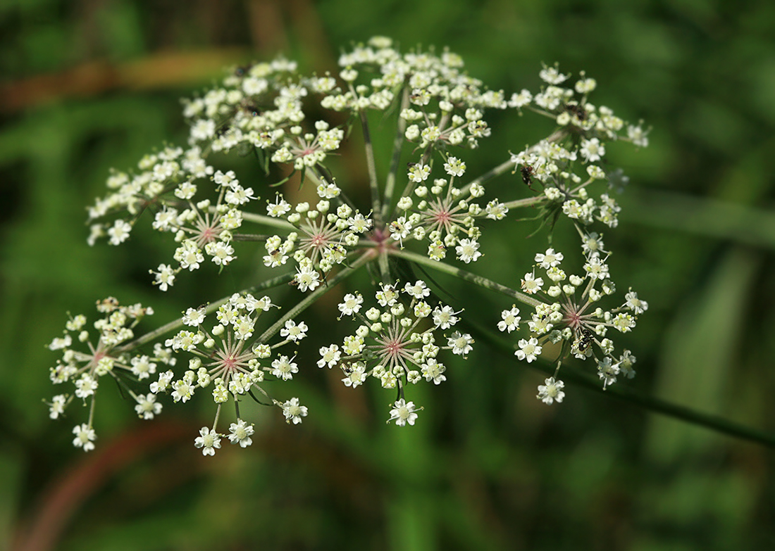 Изображение особи Thyselium palustre.