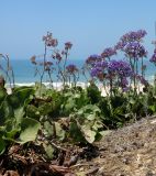 Limonium perezii