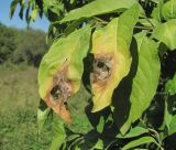 Euonymus europaeus. Верхушка побега с поражёнными листьями. Краснодарский край, Абинский р-н, юж. окр. ст-цы Холмская, окраина луга. 16.09.2016.