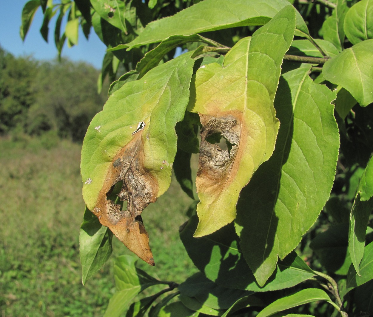 Изображение особи Euonymus europaeus.