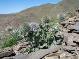 Echinops nanus