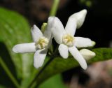 Vincetoxicum ascyrifolium. Цветки. Приморский край, Спасский р-н, окр. с. Хвалынка, дубняк с лещиной разнолистной. 22.05.2015.