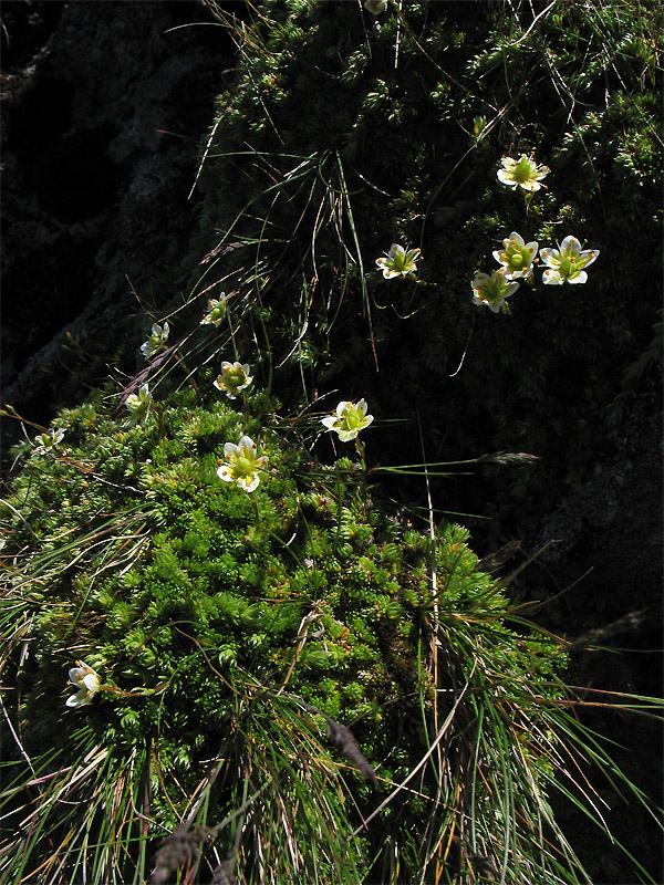 Изображение особи Saxifraga bryoides.