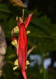 Heliconia psittacorum. Общее соплодие. Таиланд, о-в Пхукет, курорт Ката, территория гостиницы, в культуре. 10.01.2017.