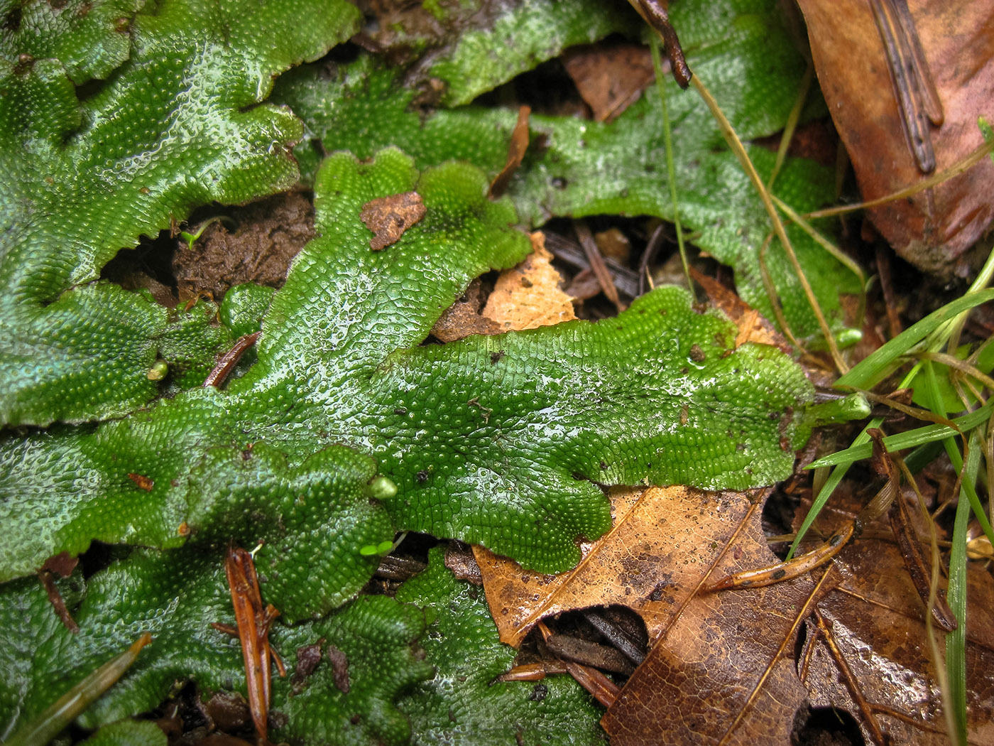 Изображение особи Conocephalum conicum.