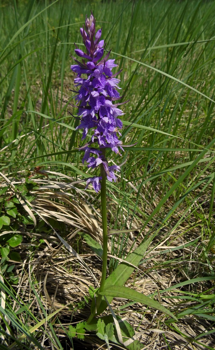 Image of Dactylorhiza urvilleana specimen.