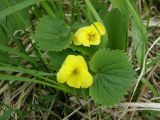 Viola uniflora