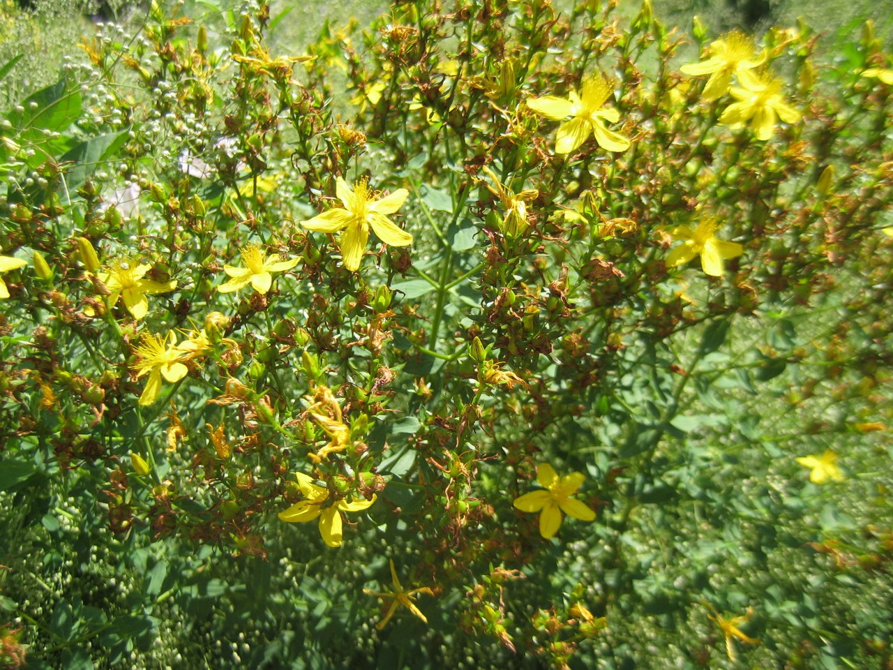 Изображение особи Hypericum perforatum.