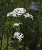 Valeriana wolgensis. Соцветие. Пермский край, г. Пермь, Свердловский р-н, территория кладбища \"Южное\", пустырь под ЛЭП. 24.07.2017.