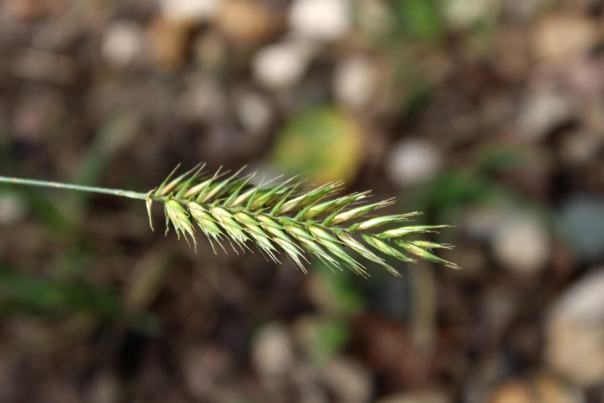 Изображение особи Agropyron pectinatum.