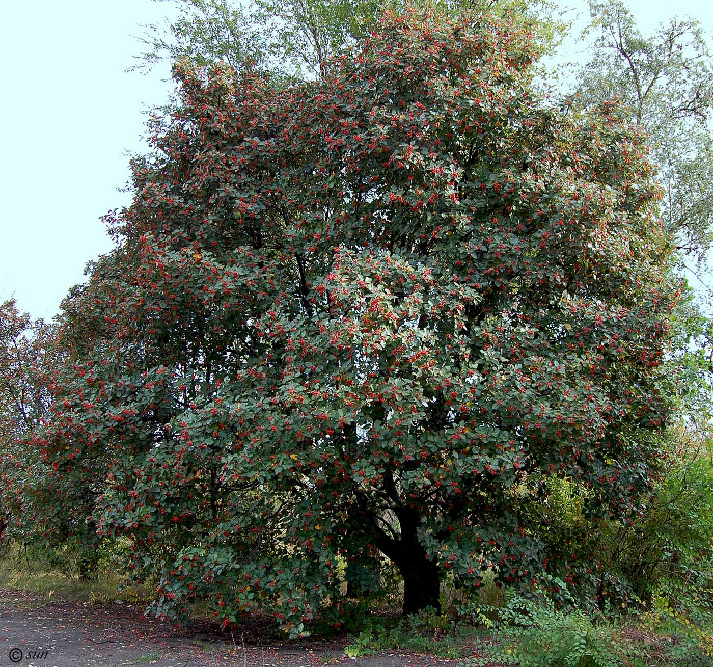 Изображение особи Sorbus intermedia.