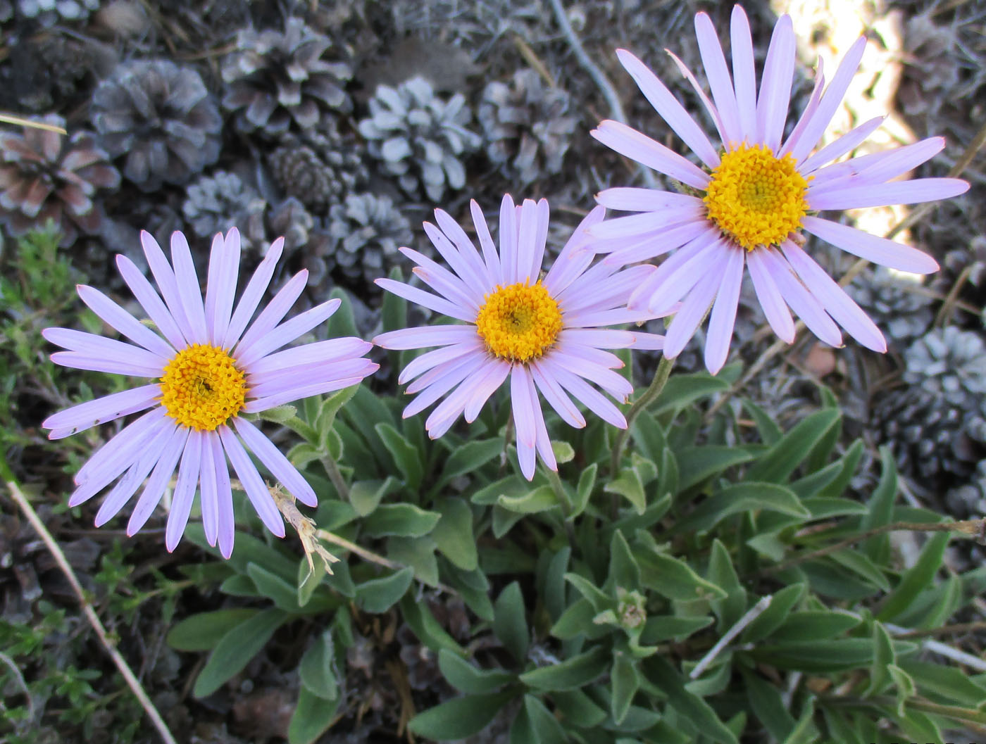 Изображение особи Aster alpinus.