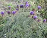 Cynara cardunculus