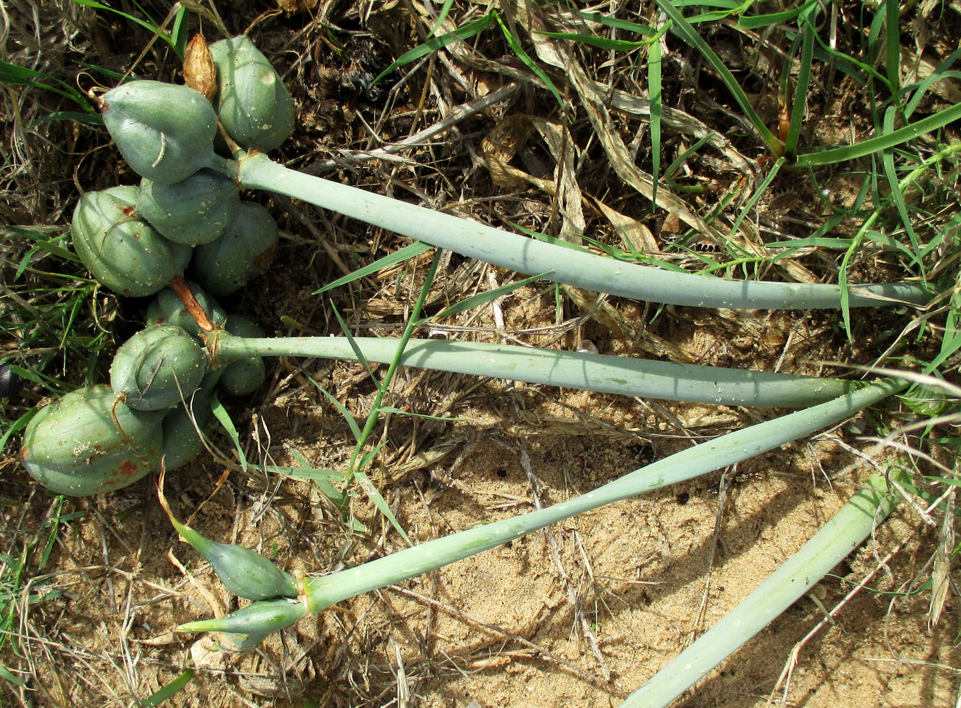 Изображение особи Pancratium maritimum.