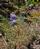 Pulsatilla multifida. Цветущие растения. Алтай, Улаганский р-н, окр. с. Акташ, Курайский хр., долина р. Ярлы-Амры, ≈ 1800 м н.у.м., субальпийский луг. 21.06.2019.