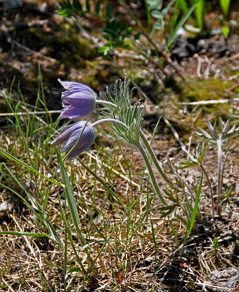 Image of Pulsatilla multifida specimen.