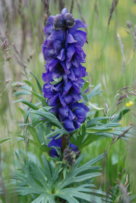 Изображение особи род Aconitum.