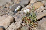 Stellaria monantha